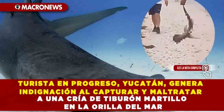 TURISTA EN PROGRESO, YUCATÁN, GENERA INDIGNACIÓN AL CAPTURAR Y MALTRATAR A UNA CRÍA DE TIBURÓN MARTILLO EN LA ORILLA DEL MAR