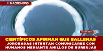 CIENTÍFICOS AFIRMAN QUE BALLENAS JOROBADAS INTENTAN COMUNICARSE CON HUMANOS MEDIANTE ANILLOS DE BURBUJAS
