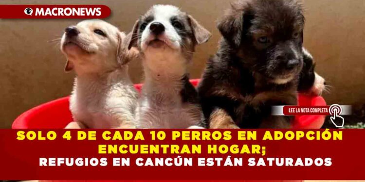 SOLO 4 DE CADA 10 PERROS EN ADOPCIÓN ENCUENTRAN HOGAR; REFUGIOS EN CANCÚN ESTÁN SATURADOS