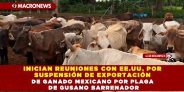 INICIAN REUNIONES CON EE.UU. POR SUSPENSIÓN DE EXPORTACIÓN DE GANADO MEXICANO POR PLAGA DE GUSANO BARRENADOR