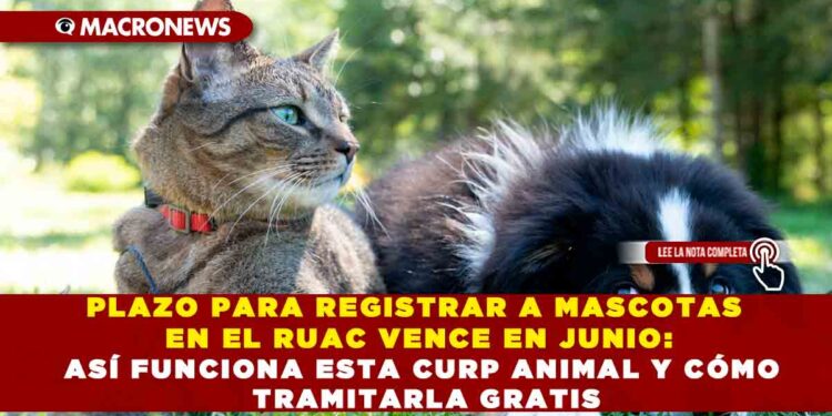 PLAZO PARA REGISTRAR A MASCOTAS EN EL RUAC VENCE EN JUNIO: ASÍ FUNCIONA ESTA CURP ANIMAL Y CÓMO TRAMITARLA GRATIS
