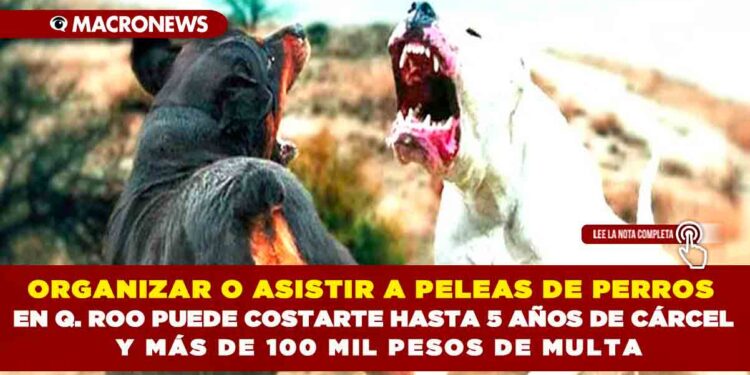 ORGANIZAR O ASISTIR A PELEAS DE PERROS EN QUINTANA ROO PUEDE COSTARTE HASTA 5 AÑOS DE CÁRCEL Y MÁS DE 100 MIL PESOS DE MULTA