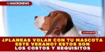 ¿PLANEAS VOLAR CON TU MASCOTA ESTE VERANO? ESTOS SON LOS COSTOS Y REQUISITOS