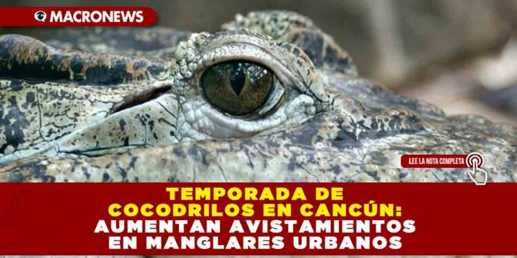 TEMPORADA DE COCODRILOS EN CANCÚN: AUMENTAN AVISTAMIENTOS EN MANGLARES URBANOS