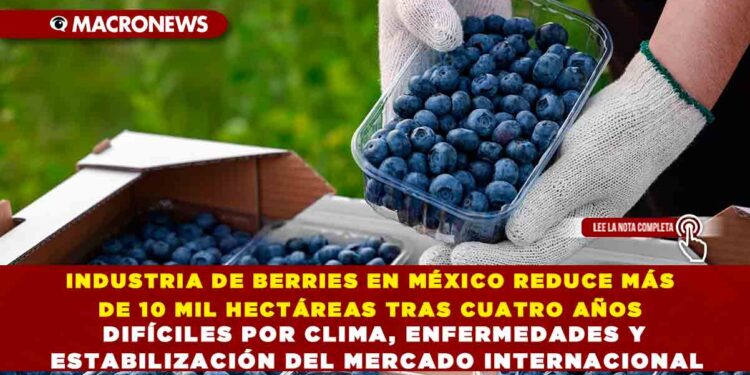 INDUSTRIA DE BERRIES EN MÉXICO REDUCE MÁS DE 10 MIL HECTÁREAS TRAS CUATRO AÑOS DIFÍCILES POR CLIMA, ENFERMEDADES Y ESTABILIZACIÓN DEL MERCADO INTERNACIONAL