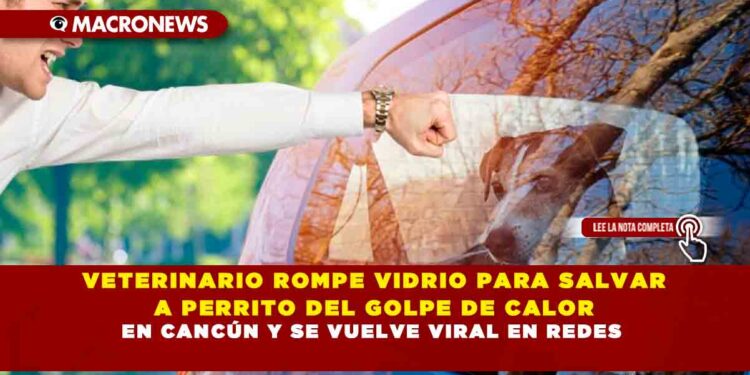 VETERINARIO ROMPE VIDRIO PARA SALVAR A PERRITO DEL GOLPE DE CALOR EN CANCÚN Y SE VUELVE VIRAL EN REDES
