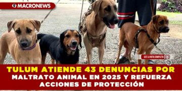 TULUM ATIENDE 43 DENUNCIAS POR MALTRATO ANIMAL EN 2025 Y REFUERZA ACCIONES DE PROTECCIÓN