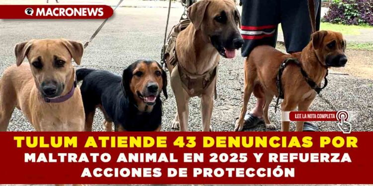 TULUM ATIENDE 43 DENUNCIAS POR MALTRATO ANIMAL EN 2025 Y REFUERZA ACCIONES DE PROTECCIÓN