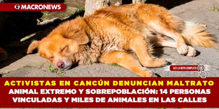 ACTIVISTAS EN CANCÚN DENUNCIAN MALTRATO ANIMAL EXTREMO Y SOBREPOBLACIÓN: 14 PERSONAS VINCULADAS Y MILES DE ANIMALES EN LAS CALLES