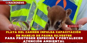 PLAYA DEL CARMEN IMPULSA CAPACITACIÓN EN MANEJO DE FAUNA SILVESTRE PARA PROTEGER ESPECIES Y FORTALECER ATENCIÓN AMBIENTAL