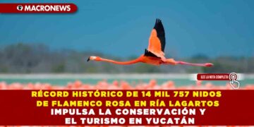 RÉCORD HISTÓRICO DE 14 MIL 757 NIDOS DE FLAMENCO ROSA EN RÍA LAGARTOS IMPULSA LA CONSERVACIÓN Y EL TURISMO EN YUCATÁN
