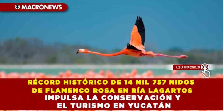 RÉCORD HISTÓRICO DE 14 MIL 757 NIDOS DE FLAMENCO ROSA EN RÍA LAGARTOS IMPULSA LA CONSERVACIÓN Y EL TURISMO EN YUCATÁN