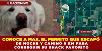 CONOCE A MAX, EL PERRITO QUE ESCAPÓ DE NOCHE Y CAMINÓ 8 KM PARA CONSEGUIR SU SNACK FAVORITO