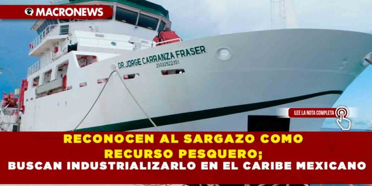 RECONOCEN AL SARGAZO COMO RECURSO PESQUERO; BUSCAN INDUSTRIALIZARLO EN EL CARIBE MEXICANO