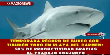 TEMPORADA RÉCORD DE BUCEO CON TIBURÓN TORO EN PLAYA DEL CARMEN: MÁS EJEMPLARES QUE EN OTROS AÑOS