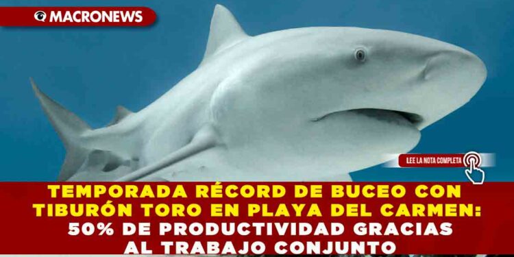 TEMPORADA RÉCORD DE BUCEO CON TIBURÓN TORO EN PLAYA DEL CARMEN: MÁS EJEMPLARES QUE EN OTROS AÑOS