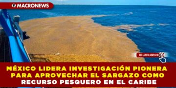 MÉXICO LIDERA INVESTIGACIÓN PIONERA PARA APROVECHAR EL SARGAZO COMO RECURSO PESQUERO EN EL CARIBE