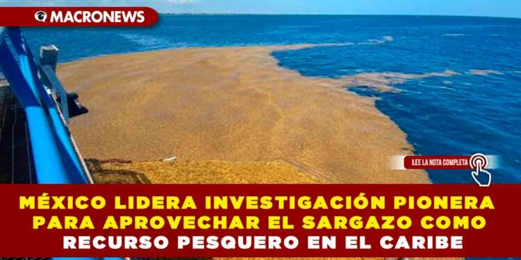 MÉXICO LIDERA INVESTIGACIÓN PIONERA PARA APROVECHAR EL SARGAZO COMO RECURSO PESQUERO EN EL CARIBE