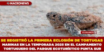 SE REGISTRÓ LA PRIMERA ECLOSIÓN DE TORTUGAS MARINAS EN LA TEMPORADA 2025 EN EL CAMPAMENTO TORTUGUERO DEL PARQUE ECOTURÍSTICO PUNTA SUR