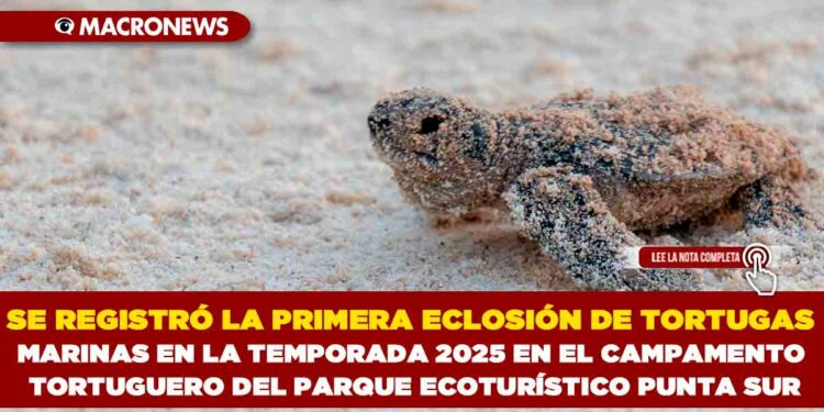 SE REGISTRÓ LA PRIMERA ECLOSIÓN DE TORTUGAS MARINAS EN LA TEMPORADA 2025 EN EL CAMPAMENTO TORTUGUERO DEL PARQUE ECOTURÍSTICO PUNTA SUR