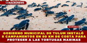 GOBIERNO MUNICIPAL DE TULUM INSTALÓ 8 CAMPAMENTOS EN 80 KM DE COSTA PARA PROTEGER A LAS TORTUGAS MARINAS; LIDERA ANIDACIONES EN QUINTANA ROO