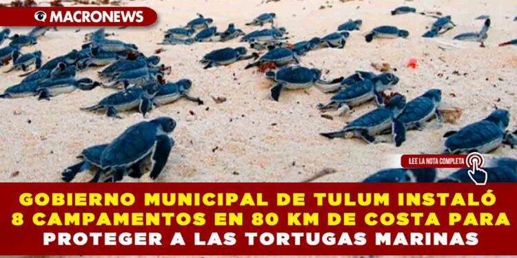 GOBIERNO MUNICIPAL DE TULUM INSTALÓ 8 CAMPAMENTOS EN 80 KM DE COSTA PARA PROTEGER A LAS TORTUGAS MARINAS; LIDERA ANIDACIONES EN QUINTANA ROO