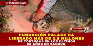 FUNDACIÓN PALACE HA LIBERADO MÁS DE 2.5 MILLONES DE TORTUGAS EN LOS ÚLTIMOS 20 AÑOS EN CANCÚN