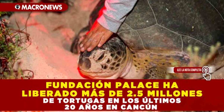 FUNDACIÓN PALACE HA LIBERADO MÁS DE 2.5 MILLONES DE TORTUGAS EN LOS ÚLTIMOS 20 AÑOS EN CANCÚN
