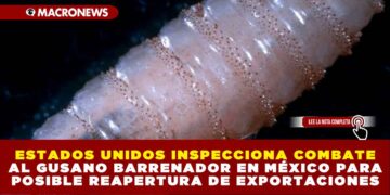 ESTADOS UNIDOS INSPECCIONA COMBATE AL GUSANO BARRENADOR EN MÉXICO PARA POSIBLE REAPERTURA DE EXPORTACIONES: LLEGAN EXPERTOS TRAS REDUCCIÓN DE CASOS A 281