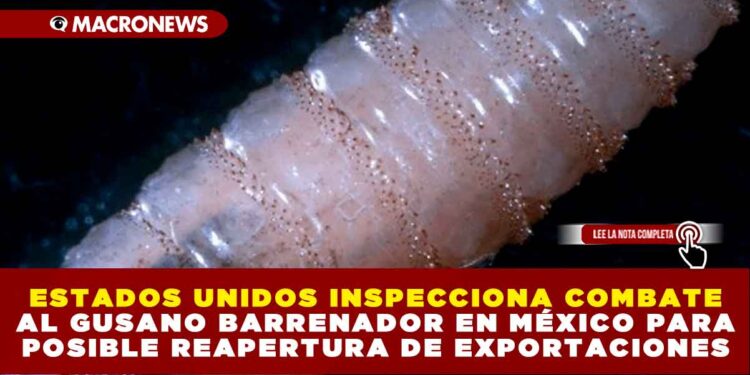 ESTADOS UNIDOS INSPECCIONA COMBATE AL GUSANO BARRENADOR EN MÉXICO PARA POSIBLE REAPERTURA DE EXPORTACIONES: LLEGAN EXPERTOS TRAS REDUCCIÓN DE CASOS A 281
