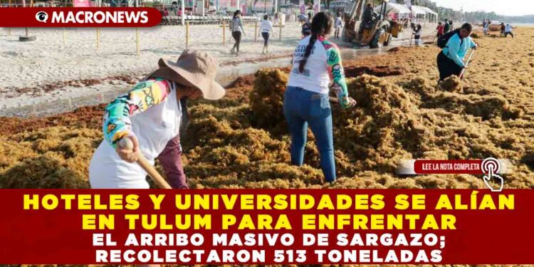 HOTELES Y UNIVERSIDADES SE ALÍAN EN TULUM PARA ENFRENTAR EL ARRIBO MASIVO DE SARGAZO; RECOLECTARON 513 TONELADAS