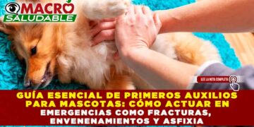 GUÍA ESENCIAL DE PRIMEROS AUXILIOS PARA MASCOTAS: CÓMO ACTUAR EN EMERGENCIAS COMO FRACTURAS, ENVENENAMIENTOS Y ASFIXIA