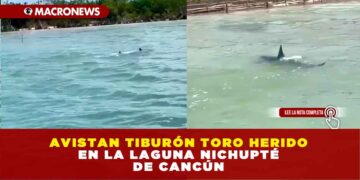 AVISTAN TIBURÓN TORO HERIDO EN LA LAGUNA NICHUPTÉ DE CANCÚN: VIDEO EN REDES SOCIALES CONFIRMA SU PRESENCIA EN EL SISTEMA LAGUNAR
