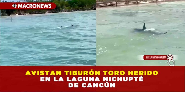 AVISTAN TIBURÓN TORO HERIDO EN LA LAGUNA NICHUPTÉ DE CANCÚN: VIDEO EN REDES SOCIALES CONFIRMA SU PRESENCIA EN EL SISTEMA LAGUNAR