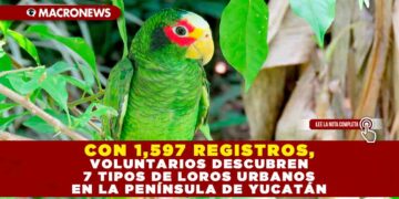 CON 1,597 REGISTROS, VOLUNTARIOS DESCUBREN 7 TIPOS DE LOROS URBANOS EN LA PENÍNSULA DE YUCATÁN