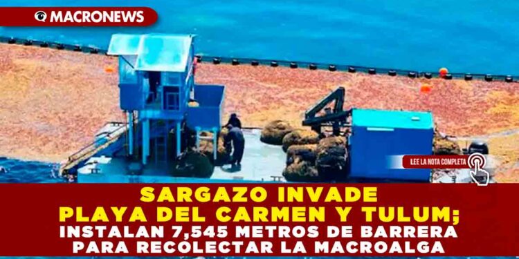 SARGAZO INVADE PLAYA DEL CARMEN Y TULUM; INSTALAN 7,545 METROS DE BARRERA PARA RECOLECTAR LA MACROALGA
