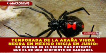 TEMPORADA DE LA ARAÑA VIUDA NEGRA EN MÉXICO INICIA EN JUNIO: SU VENENO ES 15 VECES MÁS POTENTE QUE EL DE UNA SERPIENTE DE CASCABEL