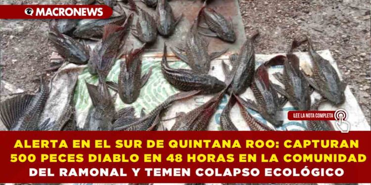 ALERTA EN EL SUR DE QUINTANA ROO: CAPTURAN 500 PECES DIABLO EN 48 HORAS EN LA COMUNIDAD DE RAMONAL Y TEMEN COLAPSO ECOLÓGICO