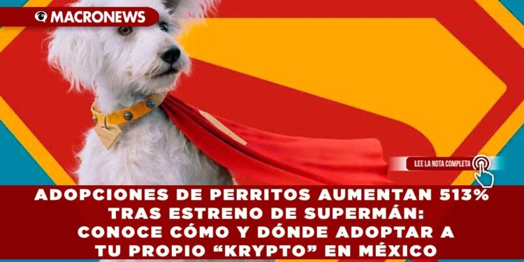 ADOPCIONES DE PERRITOS AUMENTAN 513% TRAS ESTRENO DE SUPERMÁN: CONOCE CÓMO Y DÓNDE ADOPTAR A TU PROPIO “KRYPTO” EN MÉXICO