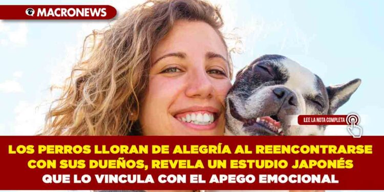 LOS PERROS LLORAN DE ALEGRÍA AL REENCONTRARSE CON SUS DUEÑOS, REVELA UN ESTUDIO JAPONÉS QUE LO VINCULA CON EL APEGO EMOCIONAL