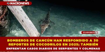 BOMBEROS DE CANCÚN HAN RESPONDIDO A 30 REPORTES DE COCODRILOS EN 2025; TAMBIÉN ENFRENTAN CASOS DIARIOS DE SERPIENTES Y COLMENAS
