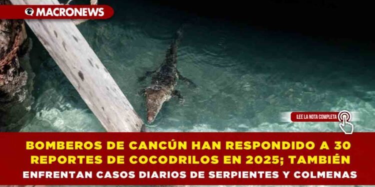 BOMBEROS DE CANCÚN HAN RESPONDIDO A 30 REPORTES DE COCODRILOS EN 2025; TAMBIÉN ENFRENTAN CASOS DIARIOS DE SERPIENTES Y COLMENAS