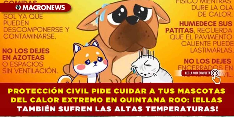 PROTECCIÓN CIVIL PIDE CUIDAR A TUS MASCOTAS DEL CALOR EXTREMO EN QUINTANA ROO: ¡ELLAS TAMBIÉN SUFREN LAS ALTAS TEMPERATURAS!