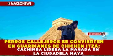 PERROS CALLEJEROS SE CONVIERTEN EN GUARDIANES DE CHICHÉN ITZÁ: CACHIMBA LIDERA LA MANADA EN LA CIUDADELA MAYA