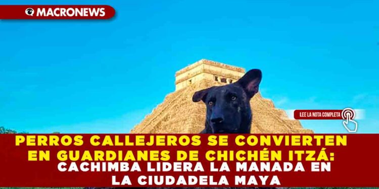 PERROS CALLEJEROS SE CONVIERTEN EN GUARDIANES DE CHICHÉN ITZÁ: CACHIMBA LIDERA LA MANADA EN LA CIUDADELA MAYA