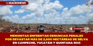 MENONITAS ENFRENTAN DENUNCIAS PENALES POR DEVASTAR MÁS DE 2,600 HECTÁREAS DE SELVA EN CAMPECHE, YUCATÁN Y QUINTANA ROO