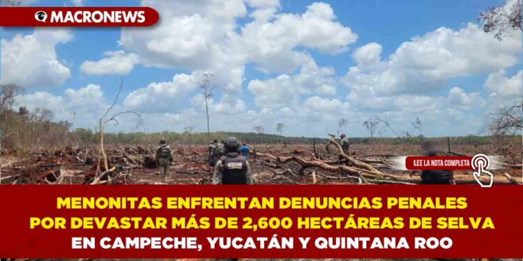 MENONITAS ENFRENTAN DENUNCIAS PENALES POR DEVASTAR MÁS DE 2,600 HECTÁREAS DE SELVA EN CAMPECHE, YUCATÁN Y QUINTANA ROO