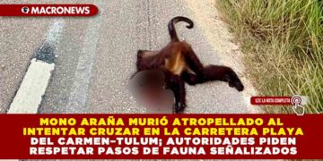 MONO ARAÑA MURIÓ ATROPELLADO AL INTENTAR CRUZAR EN LA CARRETERA PLAYA DEL CARMEN–TULUM; AUTORIDADES PIDEN RESPETAR PASOS DE FAUNA SEÑALIZADOS