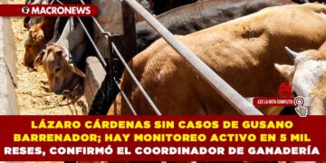 LÁZARO CÁRDENAS SIN CASOS DE GUSANO BARRENADOR; HAY MONITOREO ACTIVO EN 5 MIL RESES, CONFIRMÓ EL COORDINADOR DE GANADERÍA