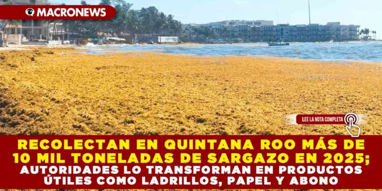 RECOLECTAN EN QUINTANA ROO MÁS DE 10 MIL TONELADAS DE SARGAZO EN 2025; AUTORIDADES LO TRANSFORMAN EN PRODUCTOS ÚTILES COMO LADRILLOS, PAPEL Y ABONO